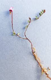 Attēlu rezultāti vaicājumam “Oxycoccus microcarpus”