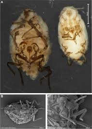 Attēlu rezultāti vaicājumam “Pemphigus borealis”