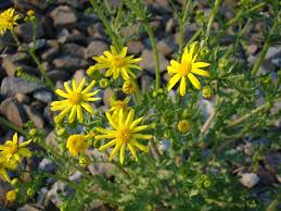 Attēlu rezultāti vaicājumam “Senecio vernalis leaf”