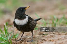 Image result for Turdus torquatus