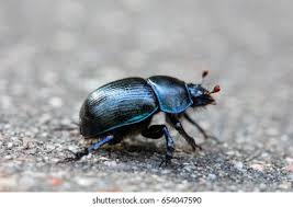 Attēlu rezultāti vaicājumam “Triplax aenea”