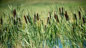 Image result for Rohrkolben