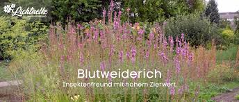 Image result for Blutweiderich