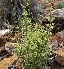 Attēlu rezultāti vaicājumam “Galium boreale fruit”