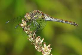Attēlu rezultāti vaicājumam “Sympetrum”