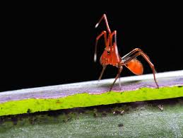 Attēlu rezultāti vaicājumam “Licea minima macro”