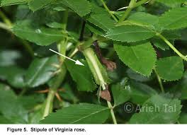 Attēlu rezultāti vaicājumam “Rosa subcanina leaf”