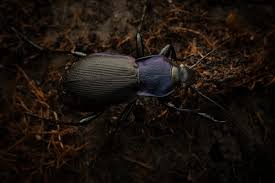 Attēlu rezultāti vaicājumam “Carabus violaceus”