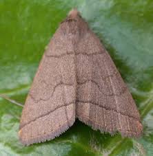 Attēlu rezultāti vaicājumam “Zanclognatha tarsipennalis”