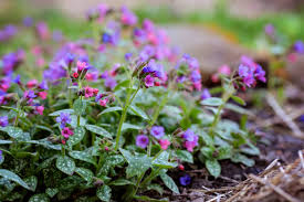Image result for Pulmonaria officinalis