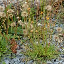 Attēlu rezultāti vaicājumam “Jamesoniella autumnalis sporophyte”
