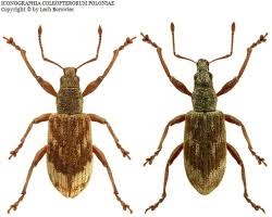 Attēlu rezultāti vaicājumam “Polydrusus tereticollis”