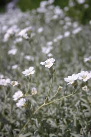 Attēlu rezultāti vaicājumam “Cerastium tomentosum”