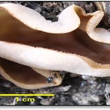 Attēlu rezultāti vaicājumam “Peziza repanda”