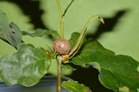 Attēlu rezultāti vaicājumam “Andricus quercuscorticis”