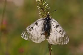 Attēlu rezultāti vaicājumam “Parnassius mnemosyne underside”