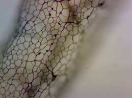 Attēlu rezultāti vaicājumam “Stemonitis splendens spores”