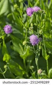 Image result for Knautia dipsacifolia