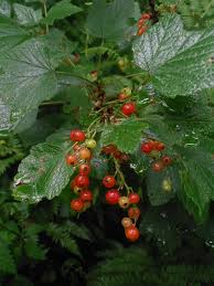 Attēlu rezultāti vaicājumam “Ribes spicatum”