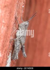 Attēlu rezultāti vaicājumam “Chortippus sp.”