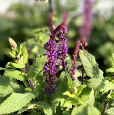 Image result for Salvia nemorosa