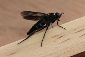 Attēlu rezultāti vaicājumam “Therevidae”