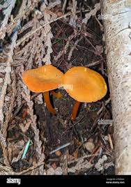 Attēlu rezultāti vaicājumam “Hygrocybe cantharellus”