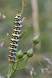 Attēlu rezultāti vaicājumam “Shargacucullia scrophulariae”