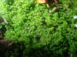 Attēlu rezultāti vaicājumam “Kurzia pauciflora”