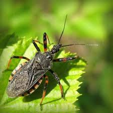 Attēlu rezultāti vaicājumam “Rhynocoris annulatus nymph”