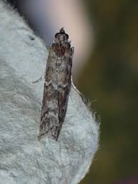 Attēlu rezultāti vaicājumam “Sciota fumella”