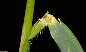 Attēlu rezultāti vaicājumam “Hordelymus europaeus leaf”