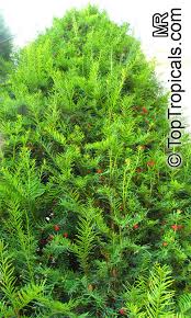 Attēlu rezultāti vaicājumam “Taxus”