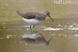 Attēlu rezultāti vaicājumam “Tringa ochropus”