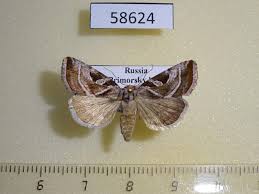 Attēlu rezultāti vaicājumam “Eucarta virgo”