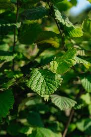 Attēlu rezultāti vaicājumam “Corylus avellana leaf”