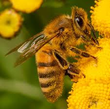 Attēlu rezultāti vaicājumam “Apis mellifera”