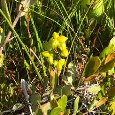 Attēlu rezultāti vaicājumam “Scheuchzeriaceae”