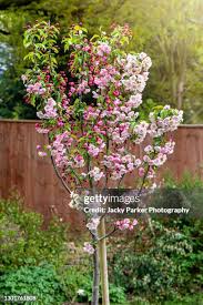 Attēlu rezultāti vaicājumam “Malus sylvestris”