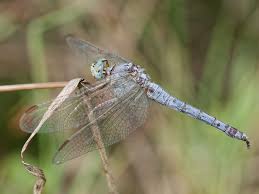 Attēlu rezultāti vaicājumam “Orthetrum brunneum”
