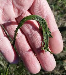 Attēlu rezultāti vaicājumam “Chaenotheca laevigata”