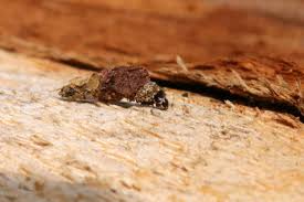 Attēlu rezultāti vaicājumam “Proutia betulina”