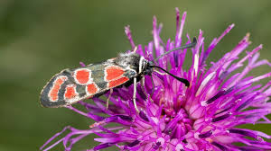 Attēlu rezultāti vaicājumam “Zygaenidae”