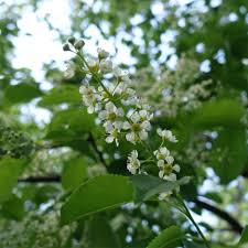 Attēlu rezultāti vaicājumam “Prunus serotina flower”