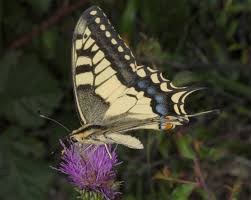 Attēlu rezultāti vaicājumam “Papilio machaon”