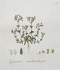 Attēlu rezultāti vaicājumam “Cerastium semidecandrum leaf”