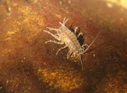 Attēlu rezultāti vaicājumam “Asellus aquaticus”