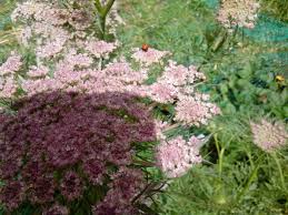 Attēlu rezultāti vaicājumam “Daucus sativus flower”