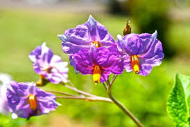 Attēlu rezultāti vaicājumam “Solanum tuberosum flower”
