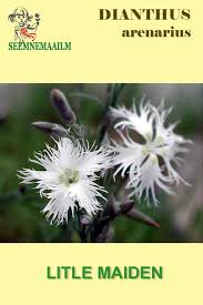Attēlu rezultāti vaicājumam “Dianthus arenarius leaf”